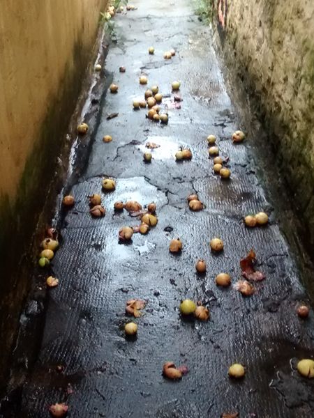 Arquivo:Corredordegoiaba.jpg