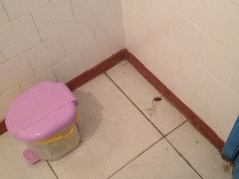 Arquivo:Cucarachanobanheiro1.jpg